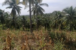 Farm Lot for Sale in Argao, Cebu